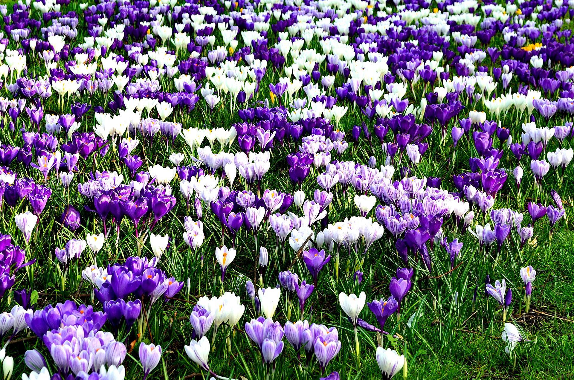 primavera